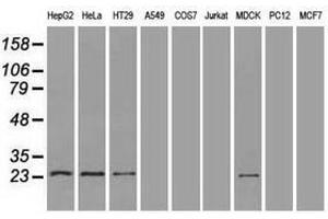 Image no. 3 for anti-Neurogenin 1 (NEUROG1) antibody (ABIN1499700) (Neurogenin 1 Antikörper)