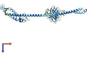 AlphaFold protein structure predicition of Mouse Recombinant Trim75 Protein, UniprotID Q3UWZ0