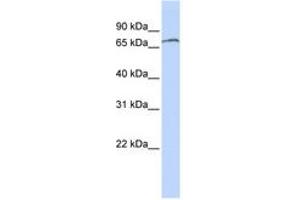 Image no. 1 for anti-Zinc Finger Protein 768 (ZNF768) (AA 108-157) antibody (ABIN6744245) (ZNF768 Antikörper  (AA 108-157))