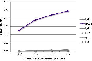 ELISA plate was coated with purified mouse IgG1, IgG2a, IgG2b, IgG3, IgM, and IgA. (Ratte anti-Maus IgG2a Antikörper (Biotin))