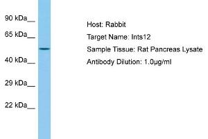 Host: Rabbit Target Name: Ints12 Sample Type: Rat Pancreas lysates Antibody Dilution: 1.