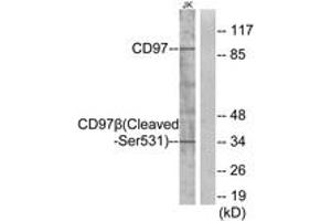 Western blot analysis of extracts from Jurkat cells, treated with etoposide 25uM 24h, using CD97 beta (Cleaved-Ser531) Antibody. (CD97 beta Antikörper  (Cleaved-Ser531))