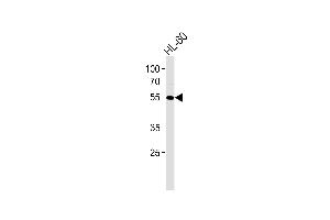 AKT1 Antibody (M) western blot analysis in HL-60 cell line lysates (35 μg/lane). (AKT1 Antikörper)
