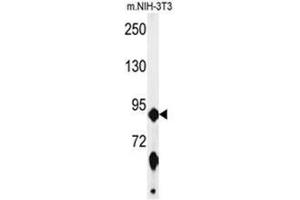 Western blot analysis of ABCF1 Antibody (C-term) in mouse NIH-3T3 cell line lysates (35 µg/lane). (ABCF1 Antikörper  (C-Term))
