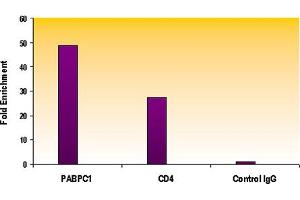 Histone H4 acetyl Lys12 antibody tested by ChIP analysis.