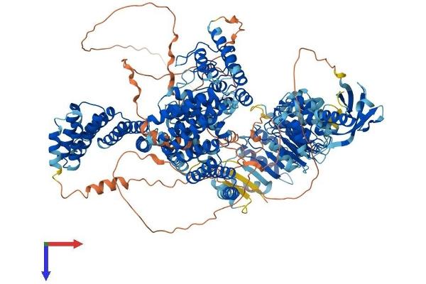 NFKBIL2 Protein (AA 1-1363) (His tag)