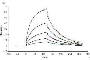Surface Plasmon Resonance (SPR) image for Glycophorin A (GYPA) (AA 20-91) protein (Fc Tag) (ABIN7274765)
