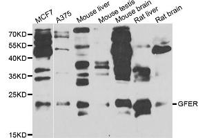 Western blot analysis of extracts of various cell lines, using GFER antibody. (GFER Antikörper)
