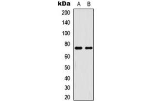 Western blot analysis of NF-kappaB p65 (pT254) expression in HeLa TNFa-treated (A), HL60 TNFa-treated (B) whole cell lysates.