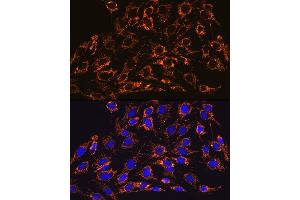 Immunofluorescence analysis of C6 cells using HSP60/HSPD1 Rabbit mAb (ABIN1680746, ABIN3015220, ABIN3015221 and ABIN7101321) at dilution of 1:100 (40x lens). (HSPD1 Antikörper)