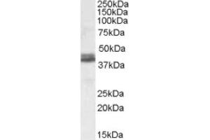 Image no. 1 for anti-NudE Nuclear Distribution E Homolog (A. Nidulans)-Like 1 (NDEL1) (both Isoforms), (Internal Region) antibody (ABIN375101) (NDEL1 Antikörper  (both Isoforms, Internal Region))