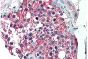 Human Testis (formalin-fixed, paraffin-embedded) stained with ALDH1A1 antibody ABIN337223 at 2. (ALDH1A1 Antikörper  (AA 476-488))