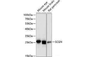 Western blot analysis of extracts of various cell lines using SCGN Polyclonal Antibody at dilution of 1:3000. (SCGN Antikörper)
