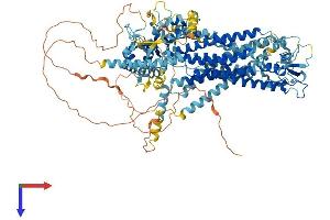Anoctamin 2 Protein (ANO2) (AA 1-1003) (His tag)