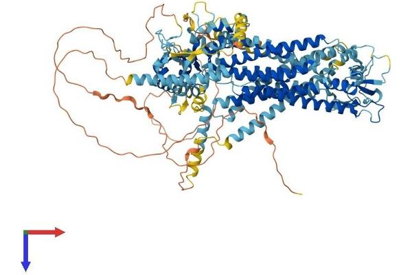 Anoctamin 2 Protein (ANO2) (AA 1-1003) (His tag)