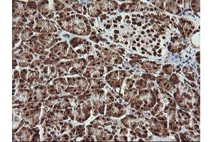 Image no. 5 for anti-THUMP Domain Containing 1 (THUMPD1) antibody (ABIN1501384) (THUMPD1 Antikörper)