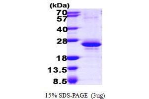 SDS-PAGE (SDS) image for RNA Binding Motif Protein 8A (RBM8A) (AA 1-174) protein (His tag) (ABIN666630)