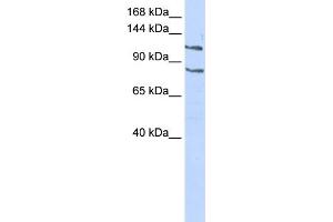 WB Suggested Anti-CEBPZ Antibody Titration:  0. (CEBPZ Antikörper  (Middle Region))