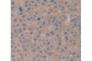IHC-P analysis of Rat Tissue, with DAB staining. (CD3D Antikörper  (AA 22-106))