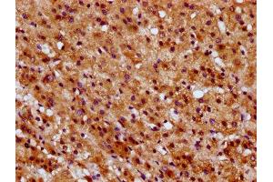 IHC image of ABIN7170912 diluted at 1:600 and staining in paraffin-embedded human adrenal gland tissue performed on a Leica BondTM system. (SUCLG1 Antikörper  (AA 210-316))