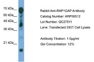 WB Suggested Anti-RAP1GAP  Antibody Titration: 0.