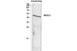 Western Blot (WB) analysis of Mouse Lung lysis using KIR3DL1 antibody. (KIR3DL1 Antikörper)