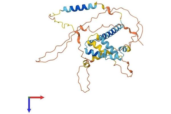 BCL2L12 Protein (AA 1-334) (His tag)