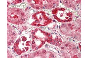 Anti-LPPR5 antibody IHC staining of human kidney. (LPPR5 Antikörper  (AA 36-85))