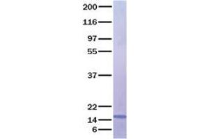 Validation with Western Blot (CCL21 Protein)
