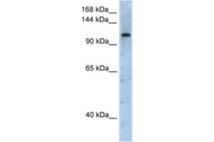 Western Blotting (WB) image for anti-PRP6 Pre-mRNA Processing Factor 6 Homolog (PRPF6) antibody (ABIN2462245) (PRP6/ANT-1 Antikörper)