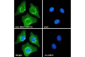 (ABIN185503) Immunofluorescence analysis of paraformaldehyde fixed U2OS cells, permeabilized with 0. (BRSK2 Antikörper  (Internal Region))