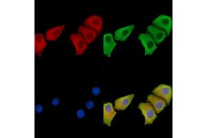 ABIN7095842 and ABIN7099904 staining Hela cells by IF/ICC. (SLC44A3 Antikörper)