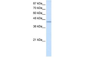 WB Suggested Anti-RBM9 Antibody Titration:  2. (RBM9 Antikörper  (N-Term))