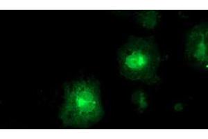 Anti-FDFT1 mouse monoclonal antibody (ABIN2454970) immunofluorescent staining of COS7 cells transiently transfected by pCMV6-ENTRY FDFT1 (RC201392). (FDFT1 Antikörper)