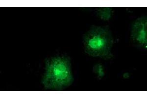 Anti-FDFT1 mouse monoclonal antibody (ABIN2454970) immunofluorescent staining of COS7 cells transiently transfected by pCMV6-ENTRY FDFT1 (RC201392). (FDFT1 Antikörper)
