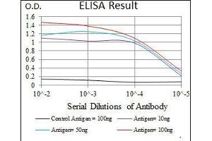 Black line: Control Antigen (100 ng), Purple line: Antigen(10 ng), Blue line: Antigen (50 ng), Red line: Antigen (100 ng), (STAT5A Antikörper  (AA 583-794))