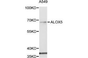 Western blot analysis of extracts of A-549 cells, using ALOX5 antibody (ABIN5971185) at 1/1000 dilution. (ALOX5 Antikörper)