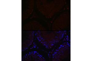 Immunofluorescence analysis of rat testis cells using S Rabbit pAb (ABIN7270138) at dilution of 1:100 (40x lens). (SALL4 Antikörper  (AA 853-1053))