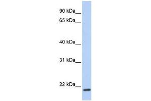 TMEM35 antibody used at 1 ug/ml to detect target protein. (TMEM35 Antikörper  (C-Term))