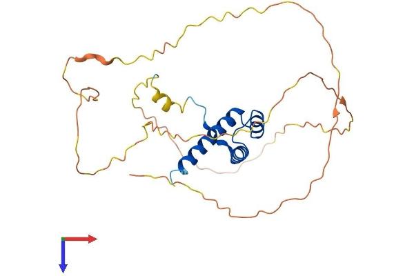 HOXA9 Protein (AA 1-272) (His tag)