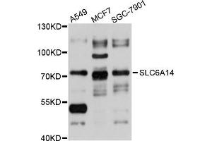 Western blot analysis of extracts of various cell lines, using SLC6A14 antibody (ABIN5998876) at 1/1000 dilution. (Slc6a14 Antikörper)