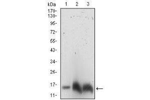 Western blot analysis using AHH3 mouse mAb against NIH3T3 (1), Hela (2), K562 (3) cell lysate.