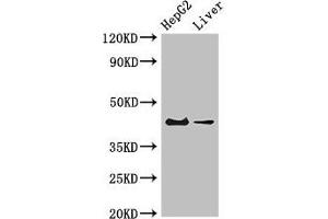Western Blot Positive WB detected in: HepG2 whole cell lysate, Mouse liver tissue All lanes: GPER1 antibody at 4 μg/mL Secondary Goat polyclonal to rabbit IgG at 1/50000 dilution Predicted band size: 43 kDa Observed band size: 43 kDa (Mesothelin Antikörper  (AA 1-62))