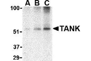 Western Blotting (WB) image for anti-TRAF Family Member-Associated NFKB Activator (TANK) (C-Term) antibody (ABIN1030721) (TANK Antikörper  (C-Term))