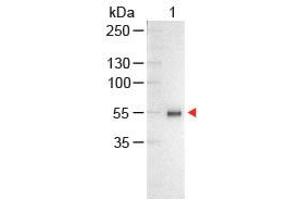 Image no. 1 for Chicken anti-Human IgG (Whole Molecule) antibody (Alkaline Phosphatase (AP)) (ABIN300616)