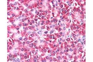 ABIN185310 (5µg/ml) staining of paraffin embedded Human Pancreas. (CCDC50 Antikörper  (Internal Region))
