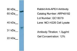 WB Suggested Anti-APEH  Antibody Titration: 0. (APEH Antikörper  (Middle Region))