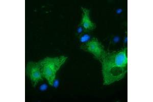 Anti-SLFNL1 mouse monoclonal antibody (ABIN2453650) immunofluorescent staining of COS7 cells transiently transfected by pCMV6-ENTRY SLFNL1 (RC205566). (Schlafen-Like 1 Antikörper)