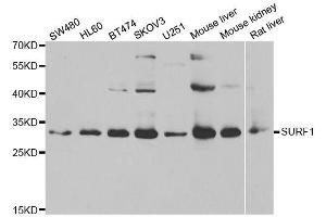 Western blot analysis of extracts of various cell lines, using SURF1 antibody.