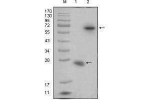 Western blot analysis using R-spondin1 mouse mAb against recombinant R-spondin1 protein (1) and R-spondin1(aa21-263)-hIgGFc transfected HEK293 cell lysate(2). (RSPO1 Antikörper)
